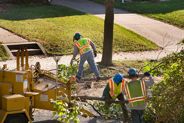 Best Hazardous Tree Removal  in Webster, TX